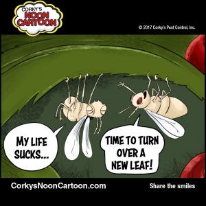 Whitefly00001