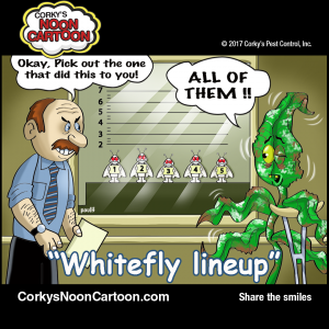 Whitefly00005