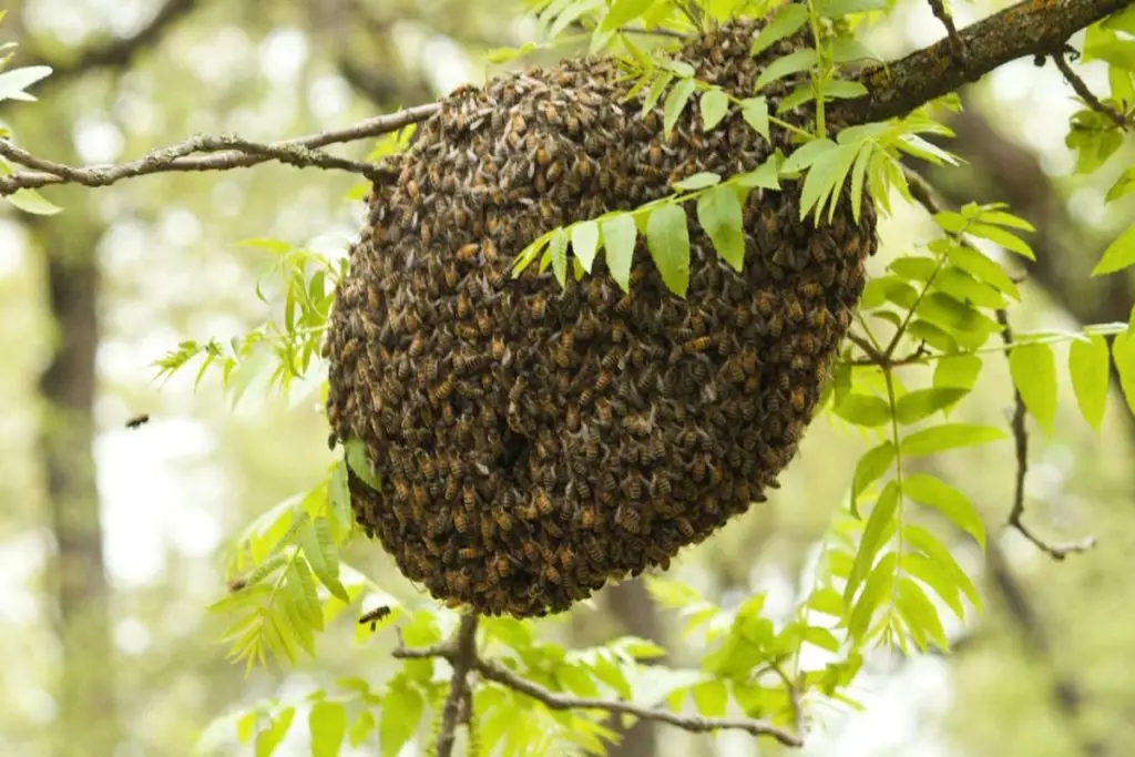 A large brown bee swarm clusters on a tree branch surrounded by green foliage