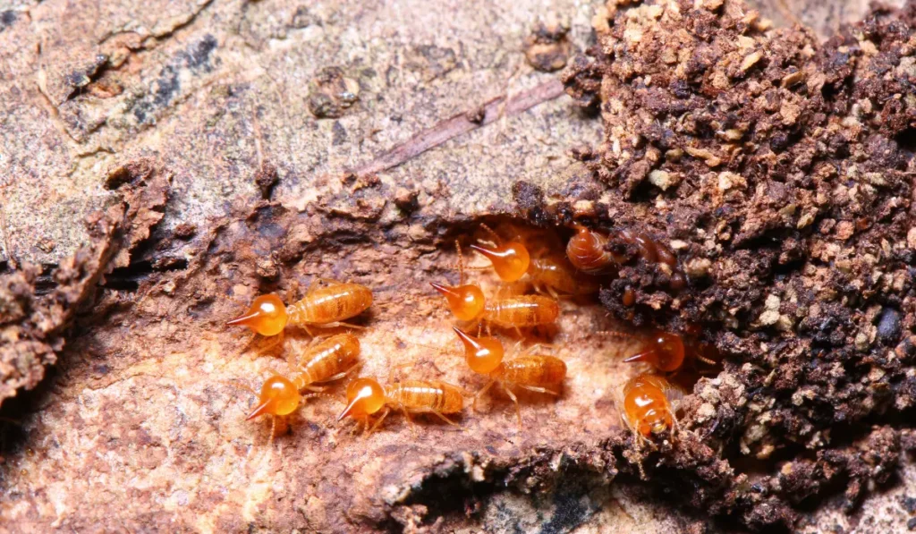 Dampwood Termites