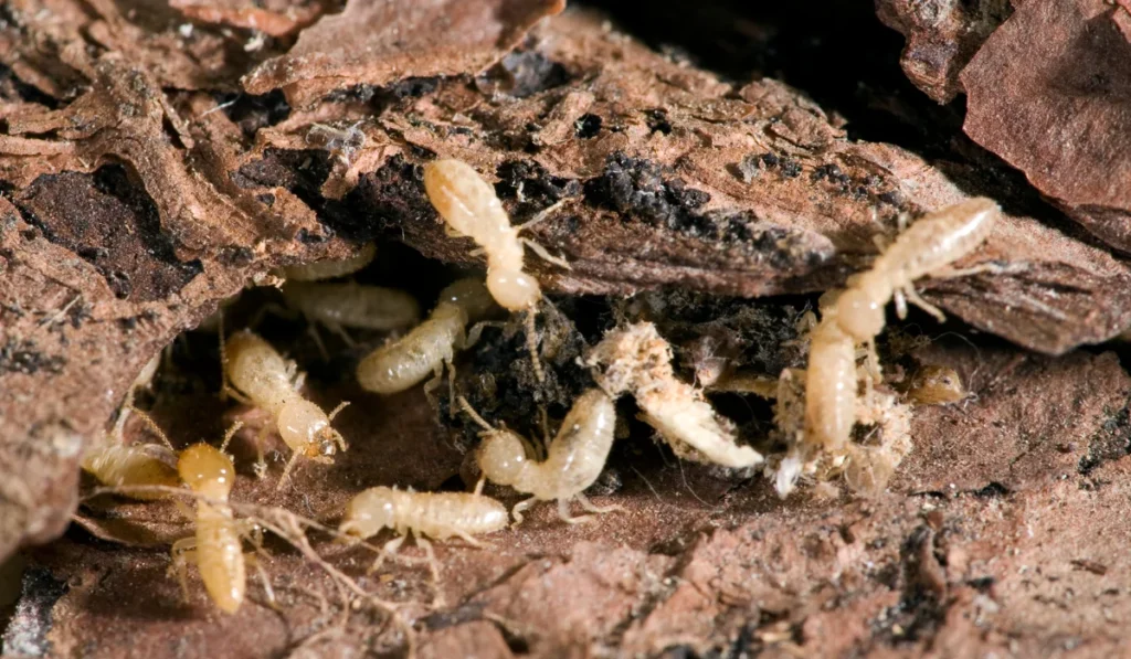 Subterranean Termites