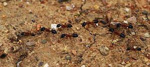 ants tandem running