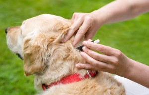 how-to-safely-remove-a-tick
