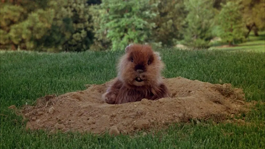 A brown gopher emerges from a mound of dirt in a manicured lawn with evergreen trees in the background