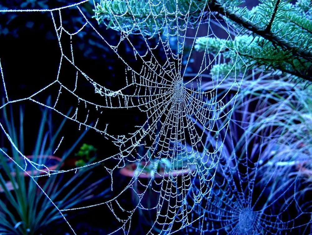 Frost-covered spider web glistening with blue and white crystalline ice crystals against a dark background with evergreen branches
