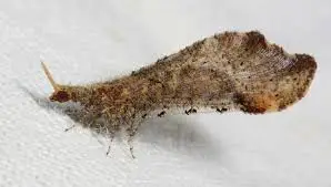 Brown beaded lacewing larva with segmented body covered in debris on white surface