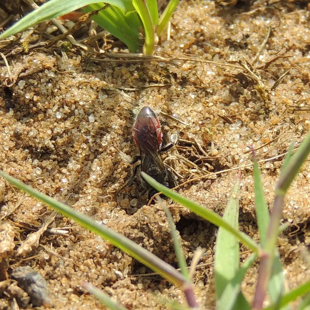 A cuckoo bee with dark wings and red abdomen stands on sandy ground near green plant stems.