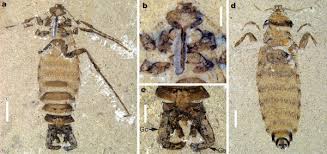 Three fossilized flea specimens labeled a, b, and c showing dorsal and ventral views with visible segmentation and appendages