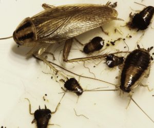 German-cockroaches-stuck-on-glue-trap-IMG_9041