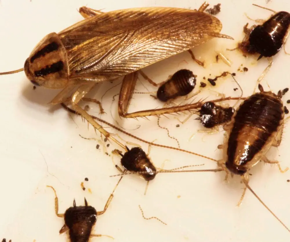 Multiple cockroaches of varying sizes trapped on a white sticky surface