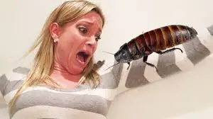 Woman with shocked expression reacting to a large cockroach crawling on her arm