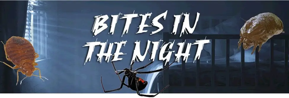 Movie title card reading 'Bites in the Night' with illustrated insects and dark interior setting