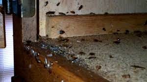 cockroach infestation in kitchen