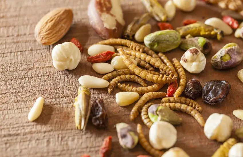 Mealworms and various nuts and seeds arranged on a beige textured surface