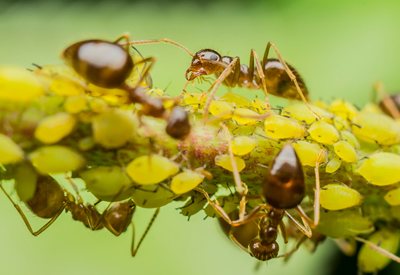 ants-aphids.jpg