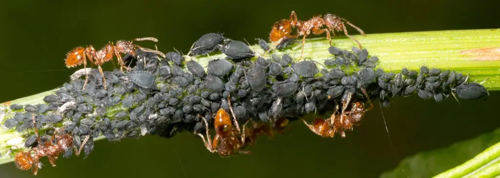 Ants herding dark aphids clustered on a green plant stem