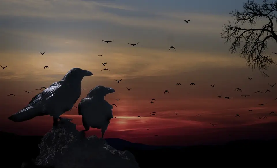 Two crows silhouetted on a rock overlooking a dramatic sunset with a flock of birds flying across the orange and red sky