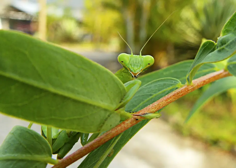 A bright green praying mantis perched on a brown branch surrounded by green leaves
