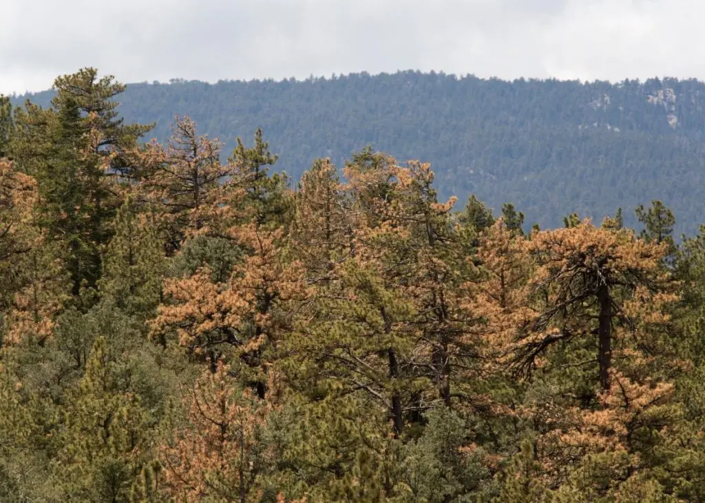 Coniferous forest with brown-needled trees showing beetle infestation damage, backed by dense green-forested mountains