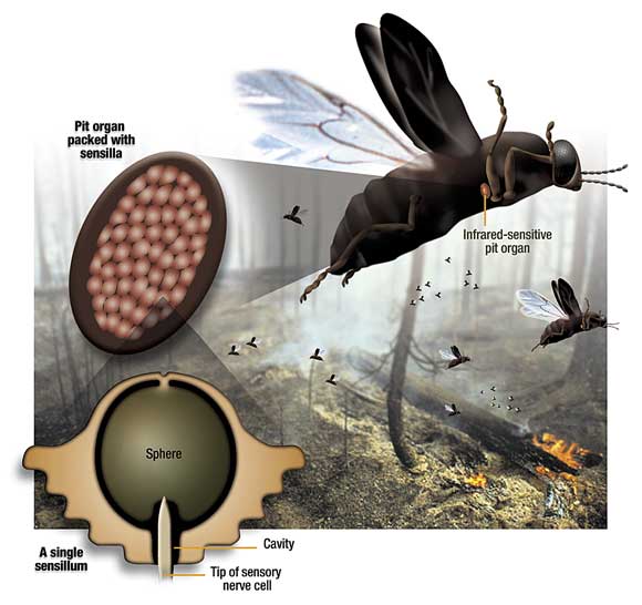 Beetles, From Exotic Fashion Accessories to Dangerous