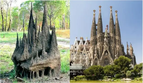 Side-by-side comparison of a termite mound and the Sagrada Familia basilica in Barcelona