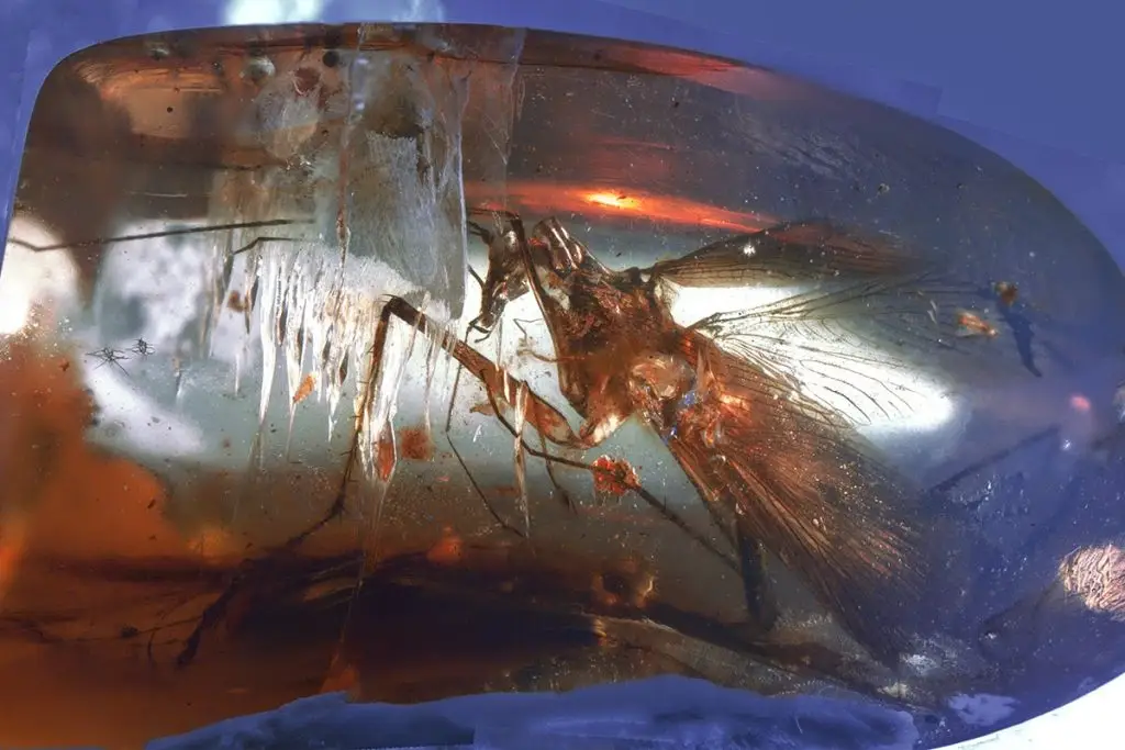 Amber fossil containing a preserved insect with visible wings and body structure against blue background