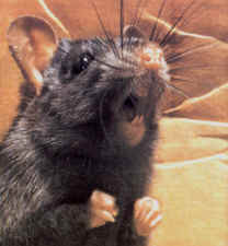 Rats live in cars