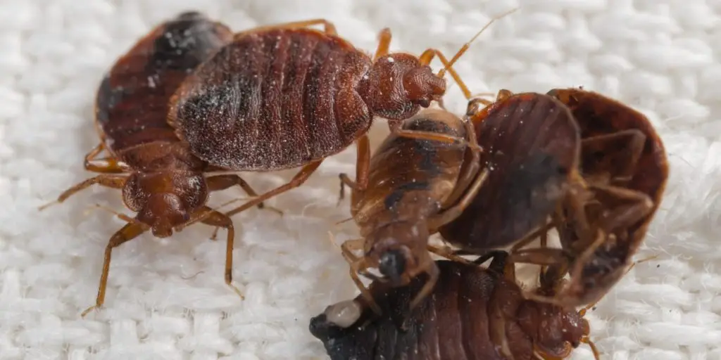 Three brown bed bugs clustered together on a white textured surface