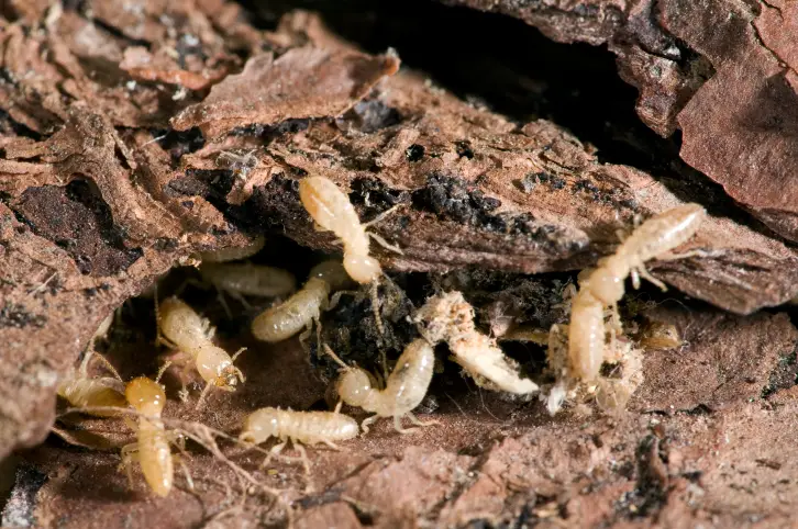 Several termites crawling on cracked, dry wood or bark with visible damage