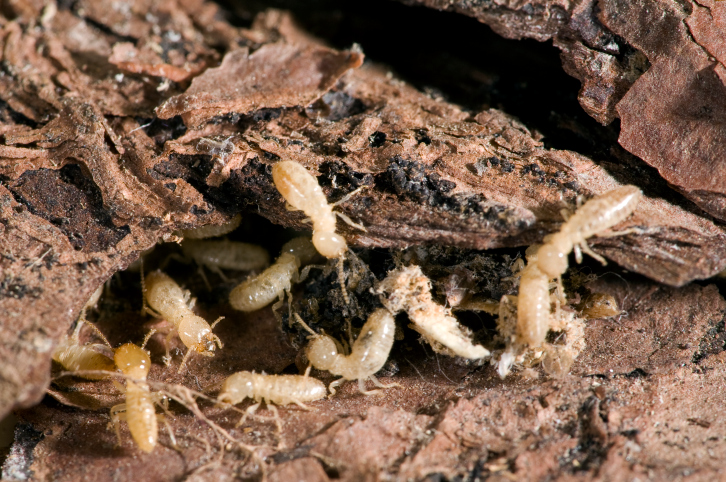 Termites are Cockroaches with a Fabulous Social Life.