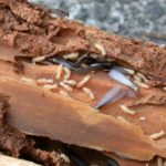 termites-eating-wood-and-swarmers