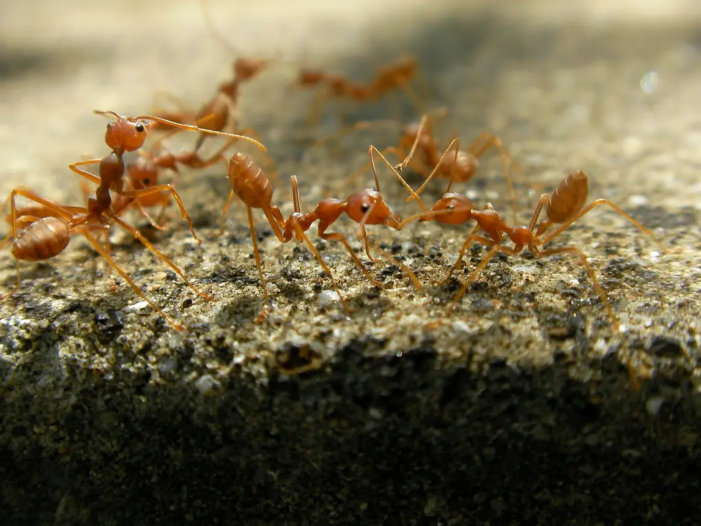 A group of reddish-brown ants walking across a textured gray surface.