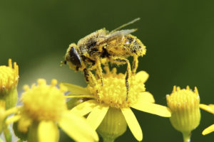 bee-carring-pollen