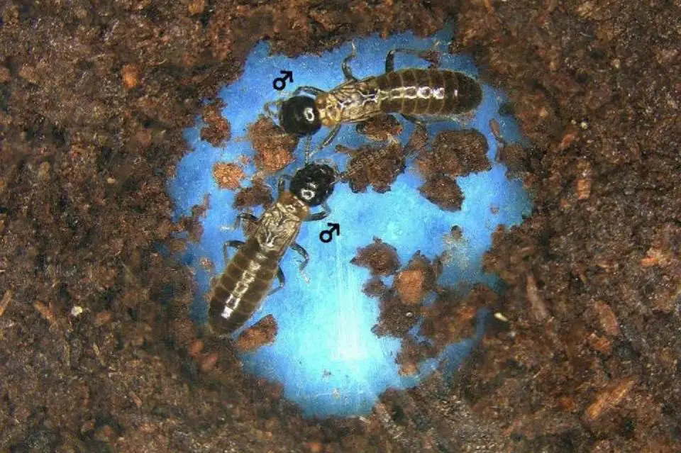 Three termites with male symbols on a blue surface surrounded by brown soil and debris