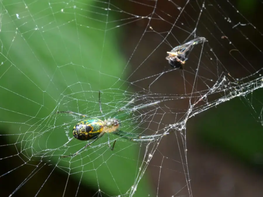 Spider on web with captured prey hanging above
