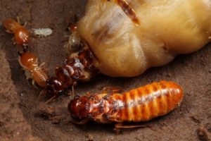 termite-king-queen-and-worker