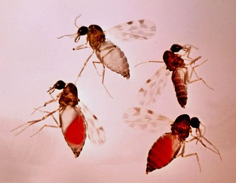 Five biting midges (Culicoides imicola) with blood-filled abdomens displayed against a pink background