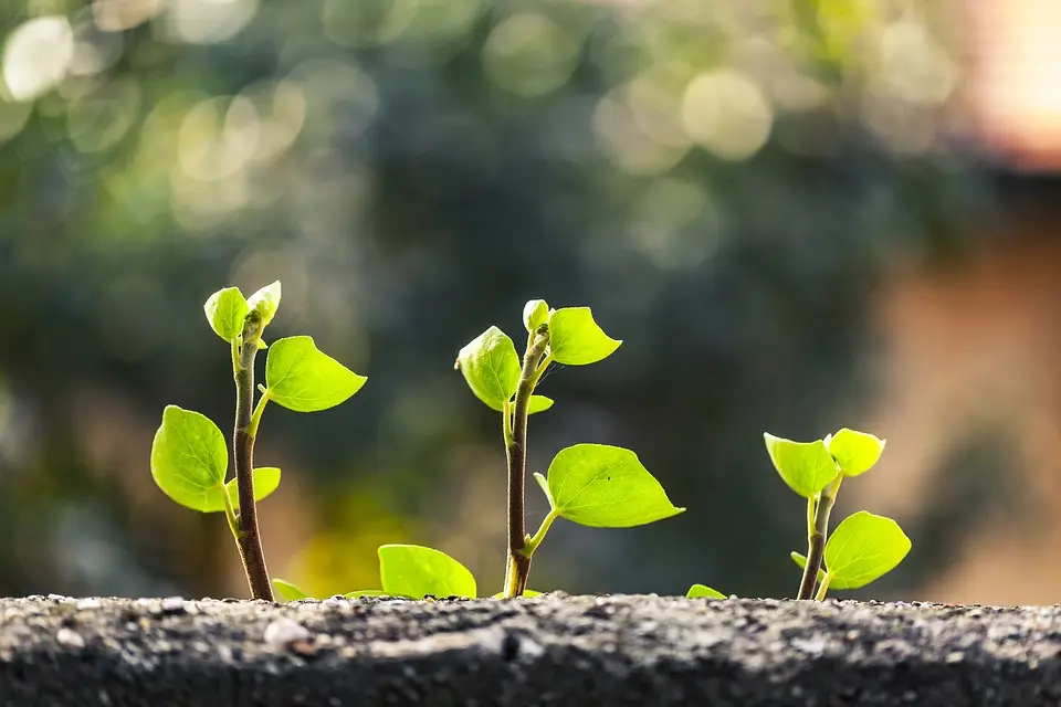 Three young seedlings with bright green leaves growing from soil with blurred foliage in the background