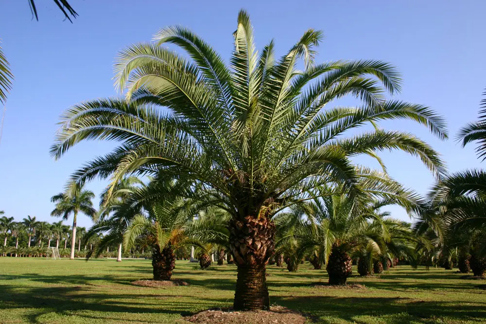 Mature Canary Island date palm with spreading fronds in a manicured park setting