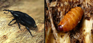 south-american-palm-weevil-rhynchophorus-palmarum-jpg