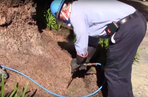 weevil-insecticidal-treatment