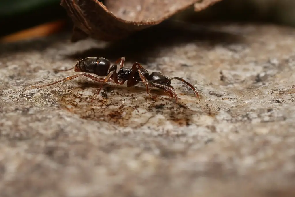 A dark brown ant with long antennae walking on sandy ground near a curved branch.