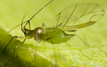 Green Apple Aphid