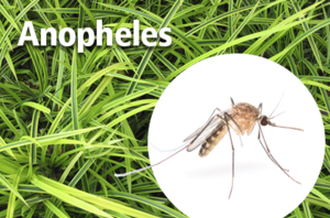 ANOPHELES MOSQUITOES