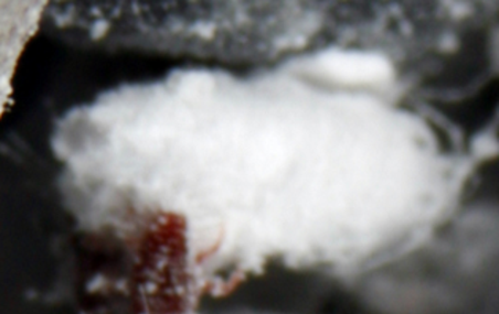 Wooly Aphid