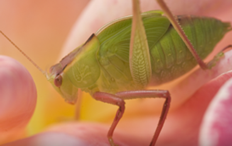 Rose Aphid