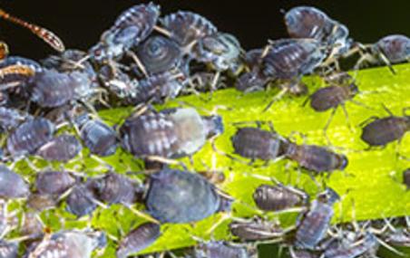 Corky's Aphid Identification