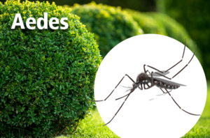 AEDES MOSQUITOES