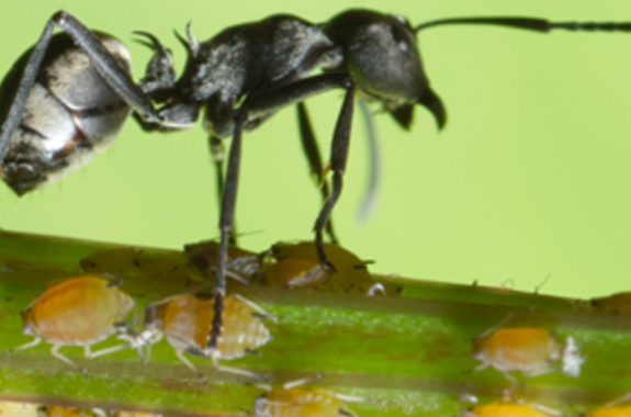 More than 12,000 species of ants are known with about 700 found in the U.S.