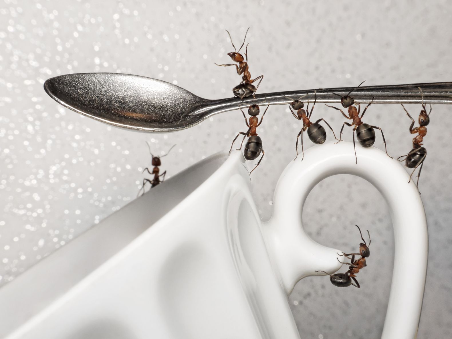 Ants discount in kitchen